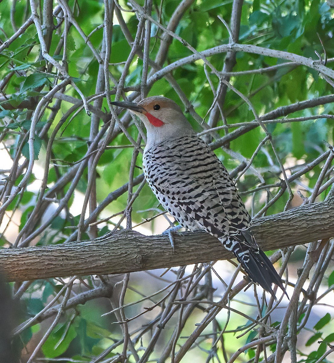 Northern Flicker (Red-shafted) - ML652277113