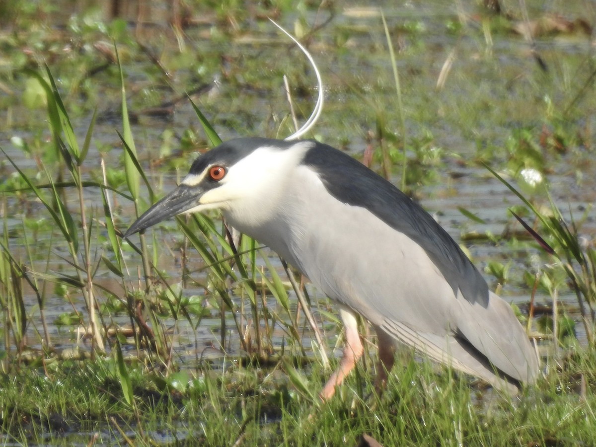 夜鷺 - ML652277126