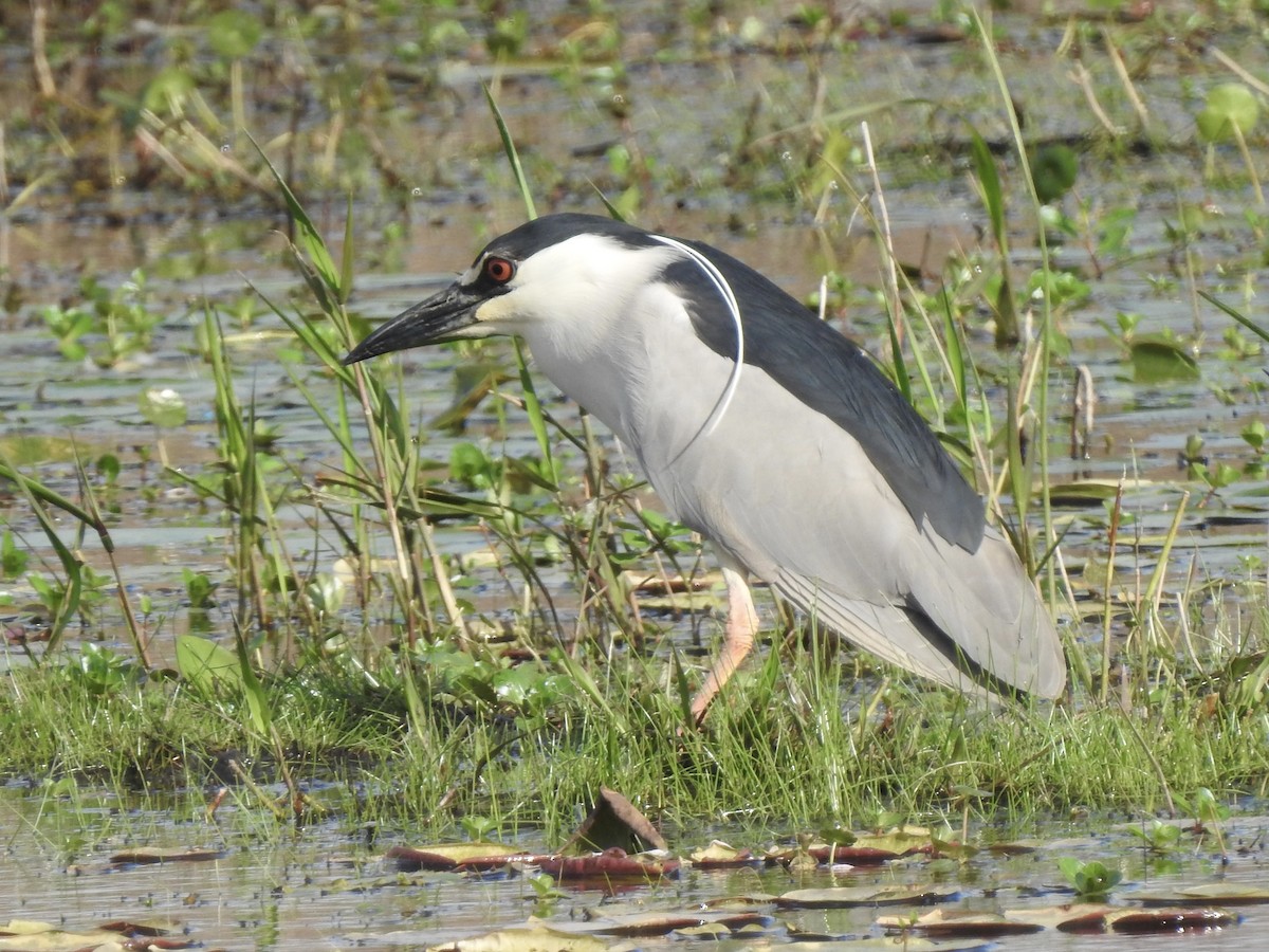 夜鷺 - ML652277129