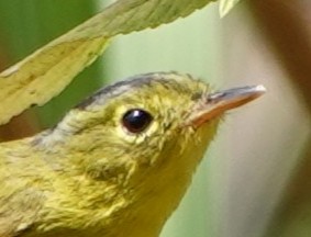 Bianchi's/Martens's/Alström's Warbler - ML652277508