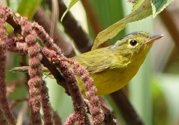 Bianchi's/Martens's/Alström's Warbler - ML652277509