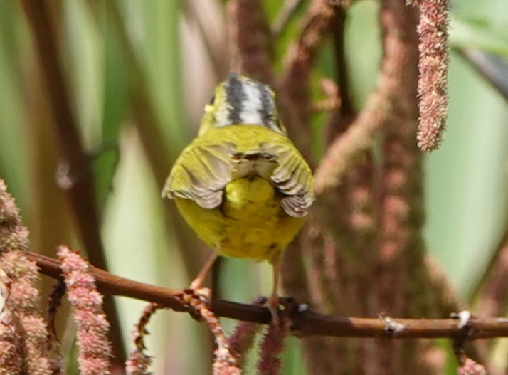 Bianchi's/Martens's/Alström's Warbler - ML652277510