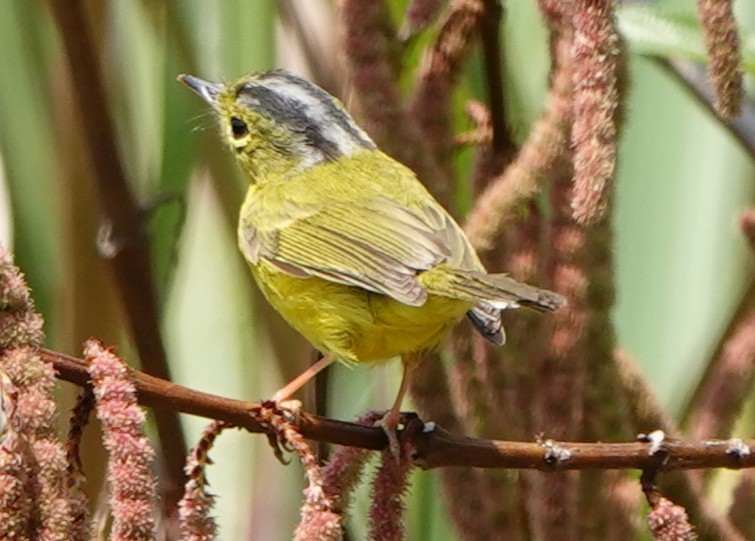 Bianchi's/Martens's/Alström's Warbler - ML652277511