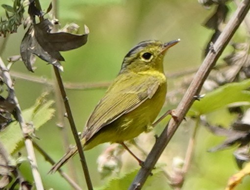 Bianchi's/Martens's/Alström's Warbler - ML652277512