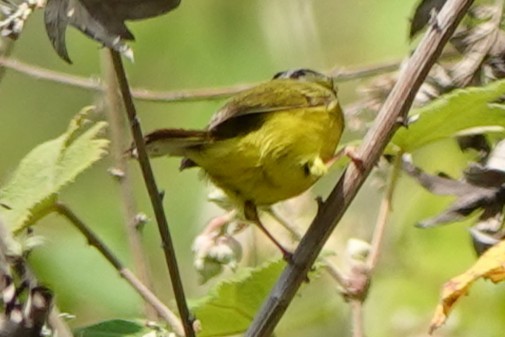 Bianchi's/Martens's/Alström's Warbler - ML652277513