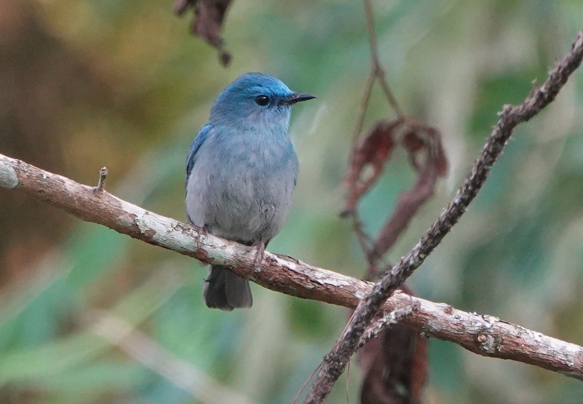Pale Blue Flycatcher - ML652277543