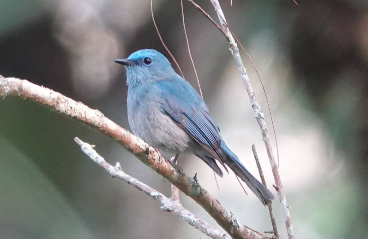 Pale Blue Flycatcher - ML652277544