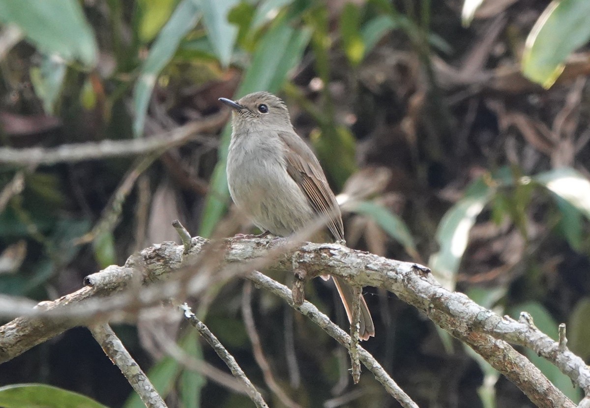 Pale Blue Flycatcher - ML652277639