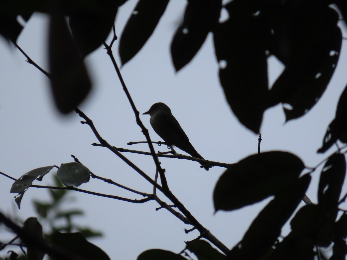 Doğulu Pivi - ML652277775