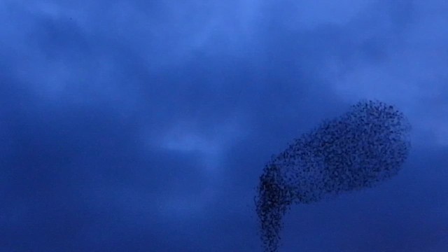 Storno - ML652278229