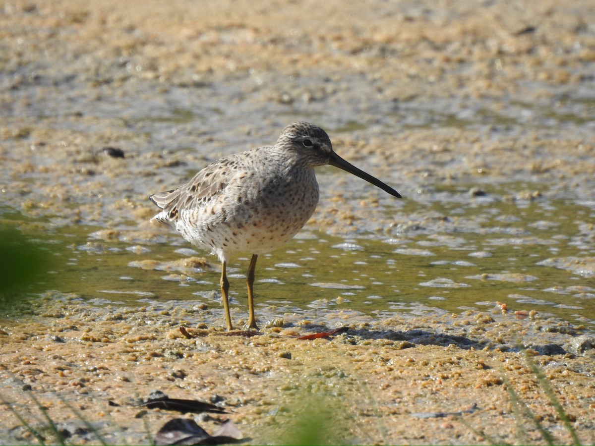 Short-billed Dowitcher - ML652278314
