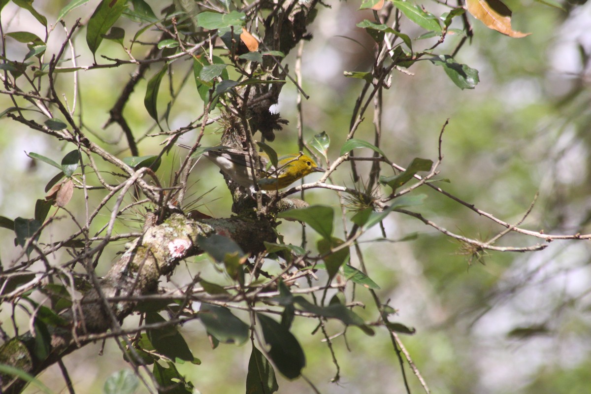 マツアメリカムシクイ - ML652278316