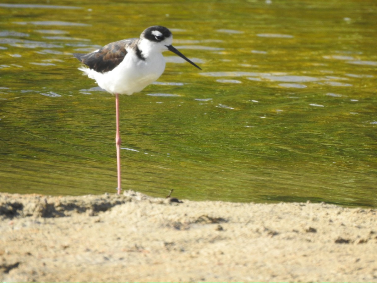 Black-necked Stilt - ML652278328