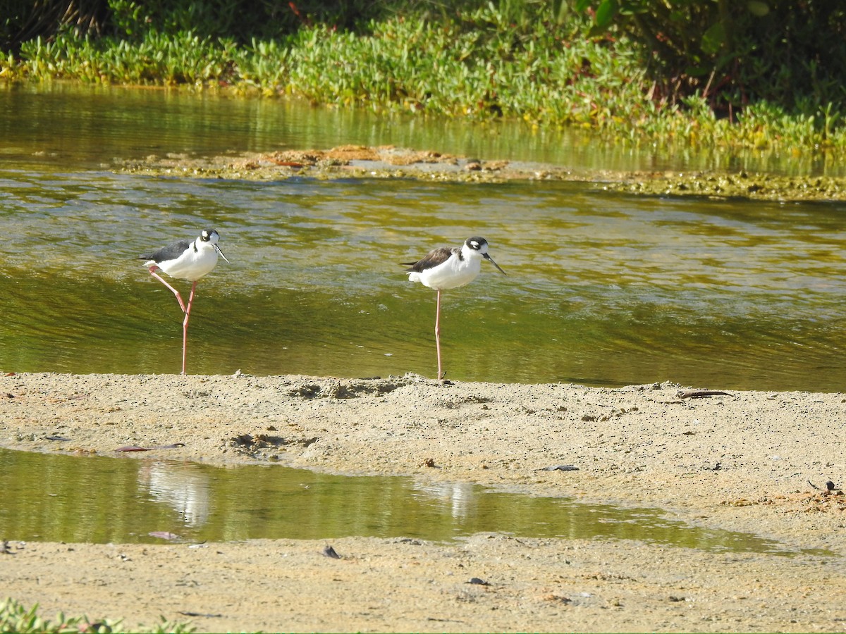 Black-necked Stilt - ML652278329