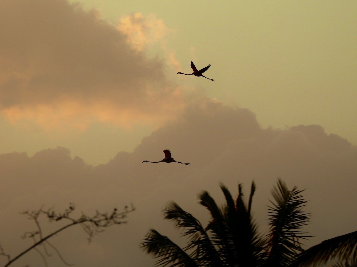American Flamingo - ML652278409