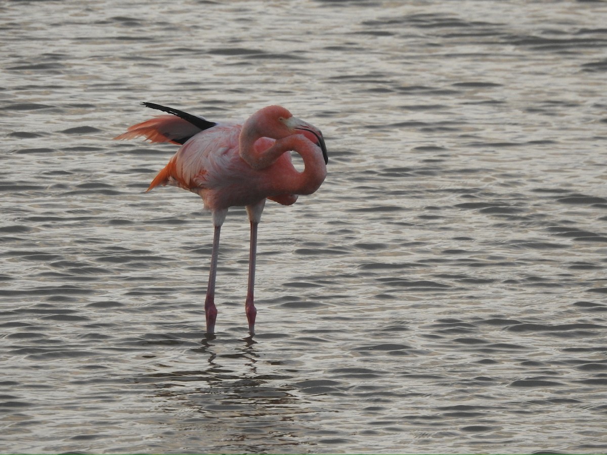 American Flamingo - ML652278410