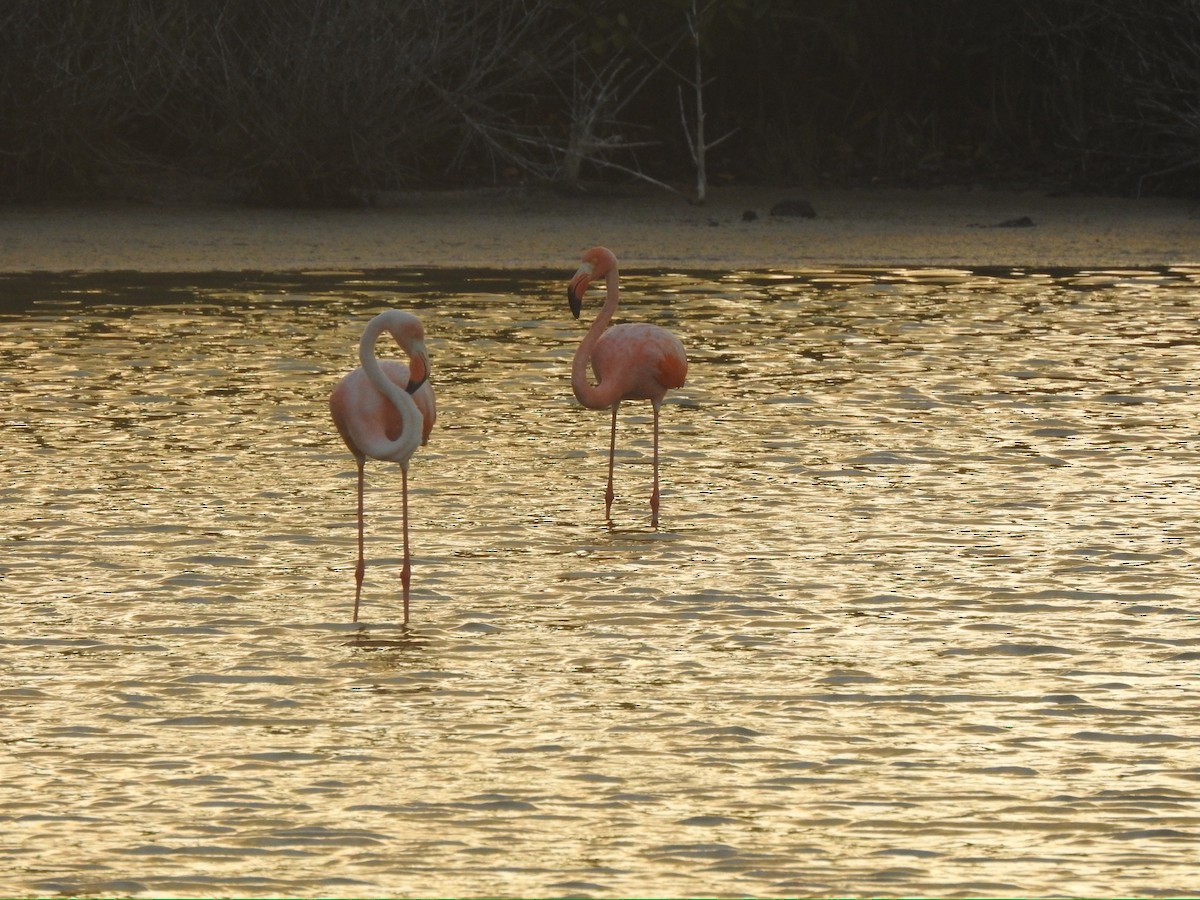American Flamingo - ML652278411