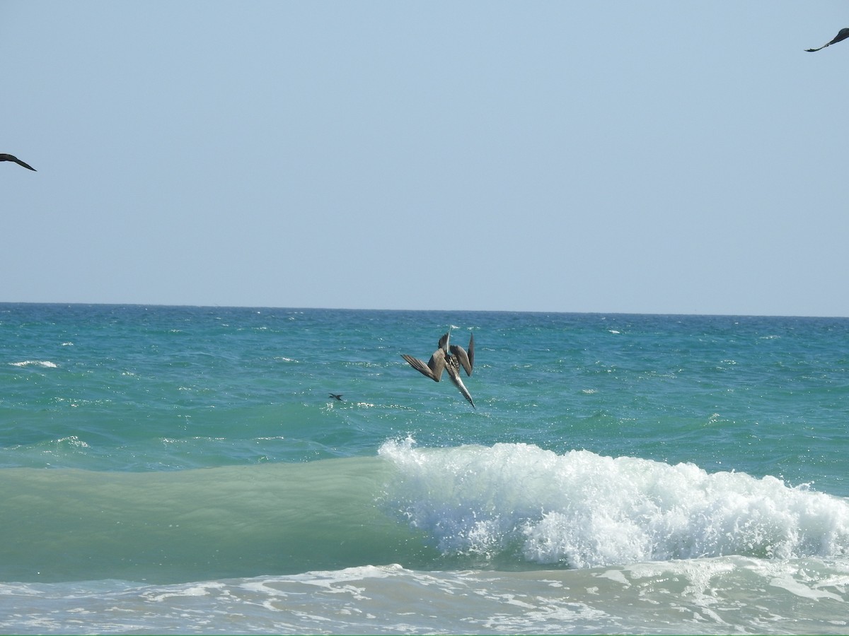 Blue-footed Booby - ML652278440