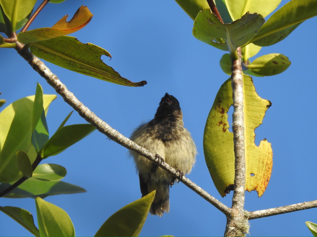 Small Tree-Finch - ML652278463