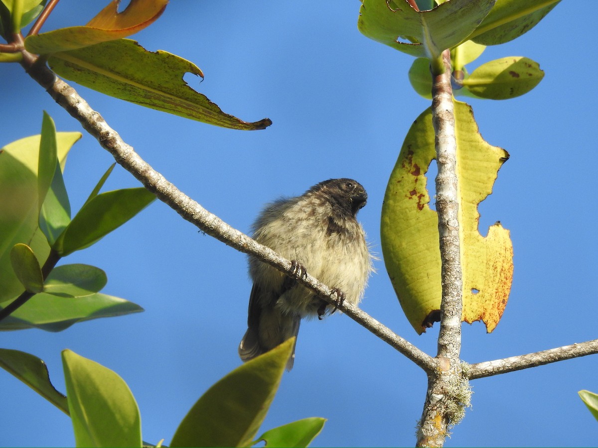 Small Tree-Finch - ML652278464