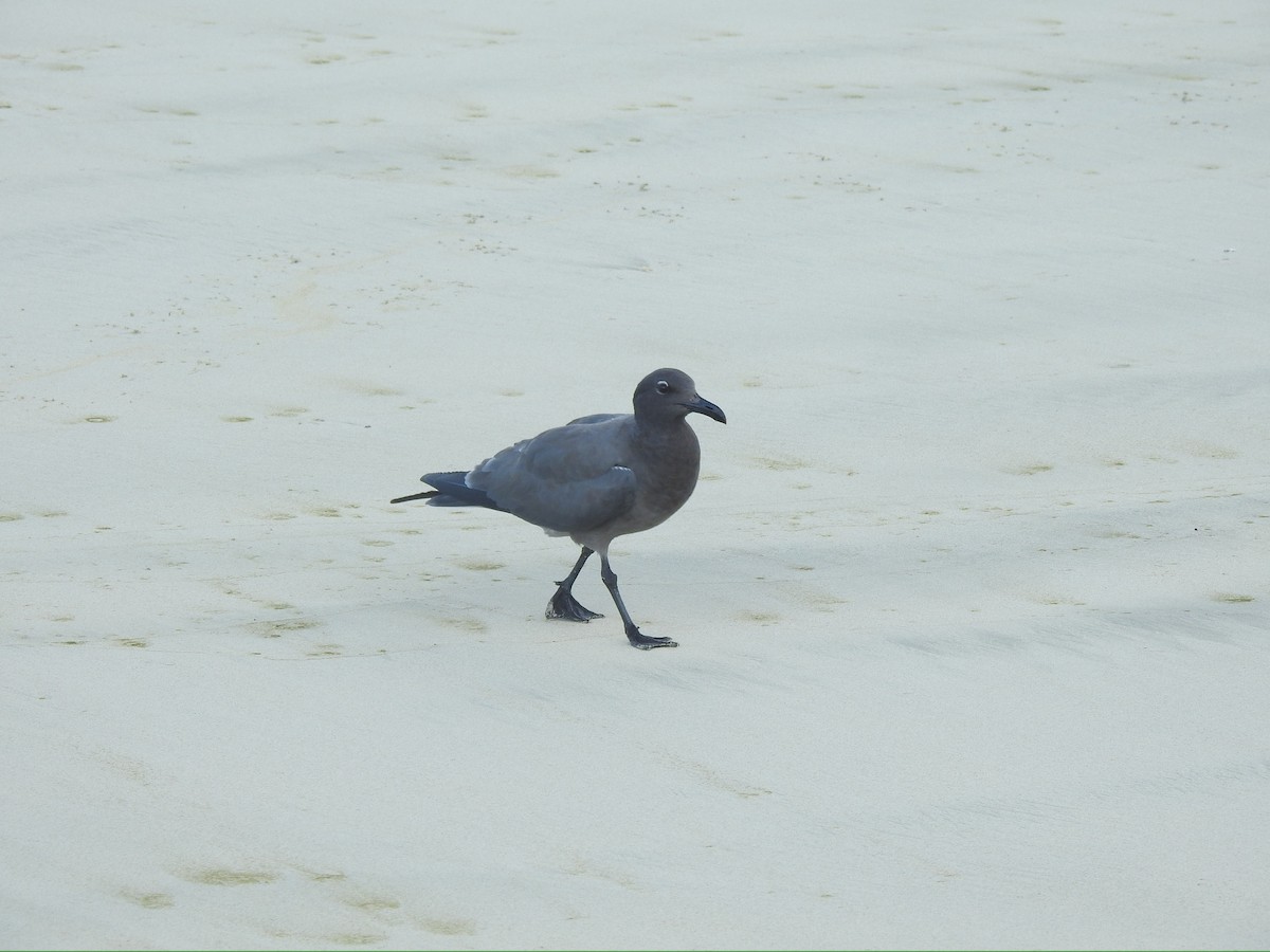 Lava Gull - ML652278485