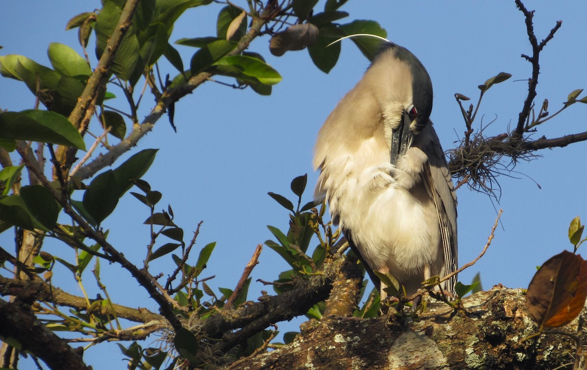 夜鷺 - ML652278574