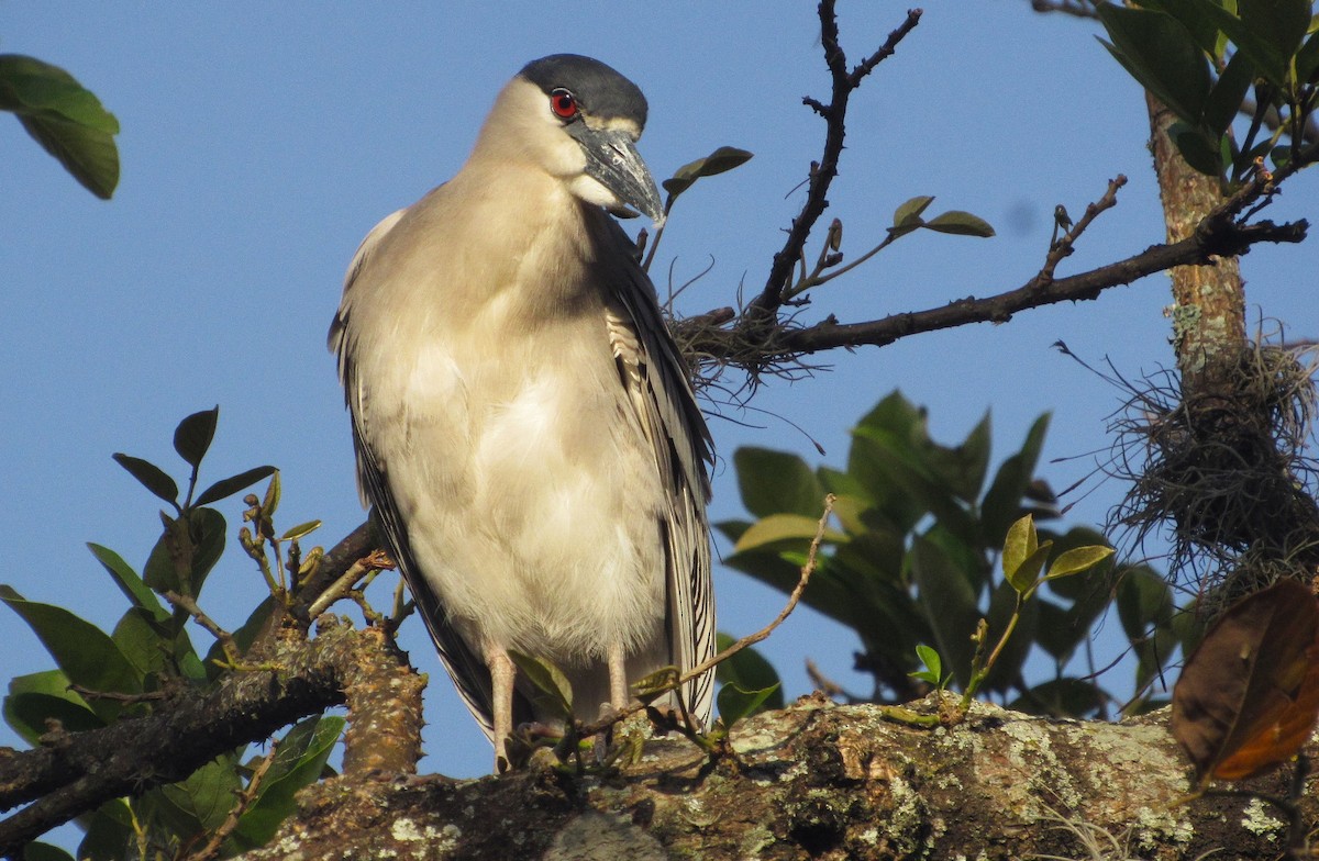 夜鷺 - ML652278575