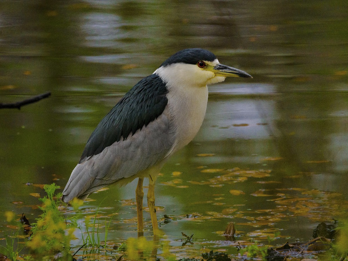 夜鷺 - ML652278583