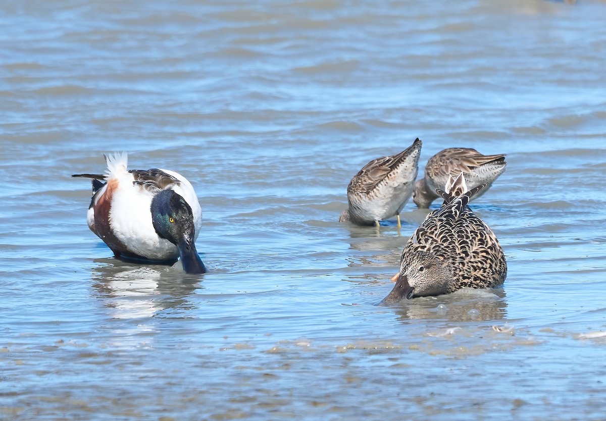 Халбага нугас - ML652278823