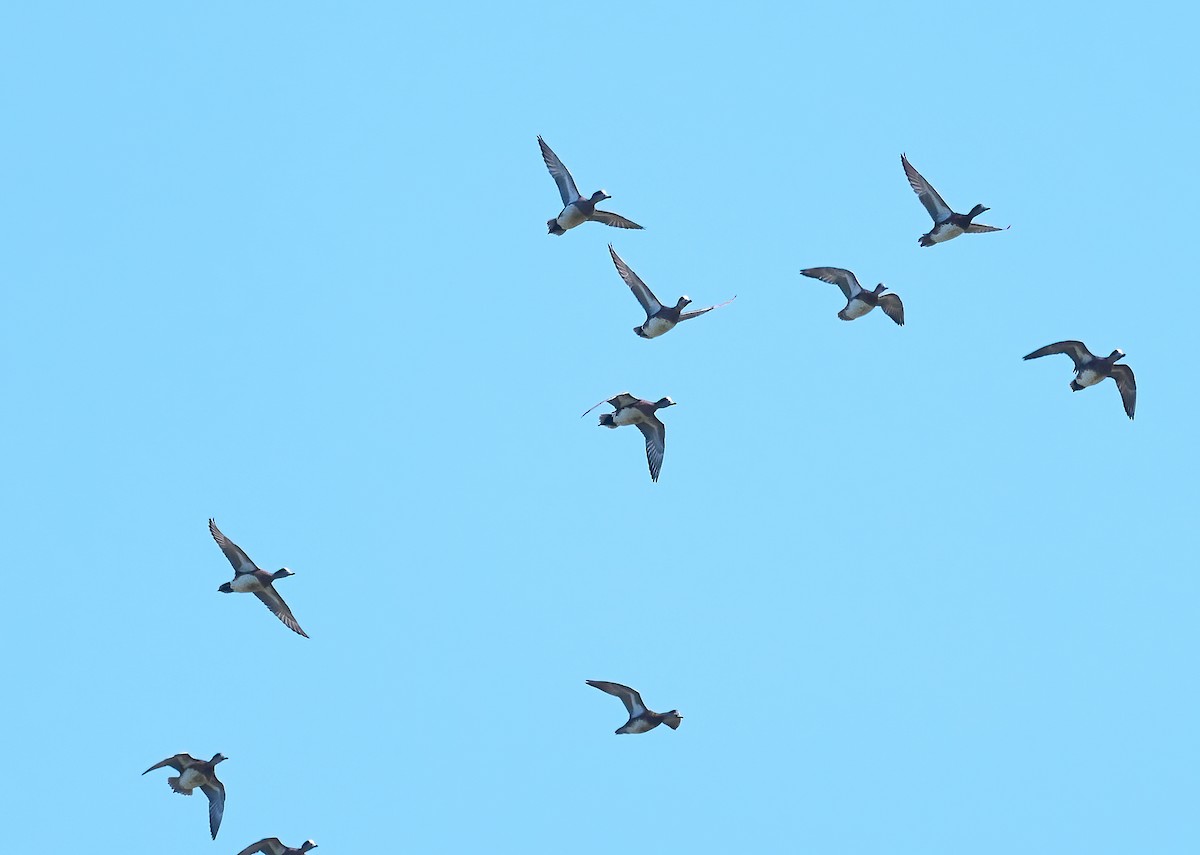 American Wigeon - ML652278840