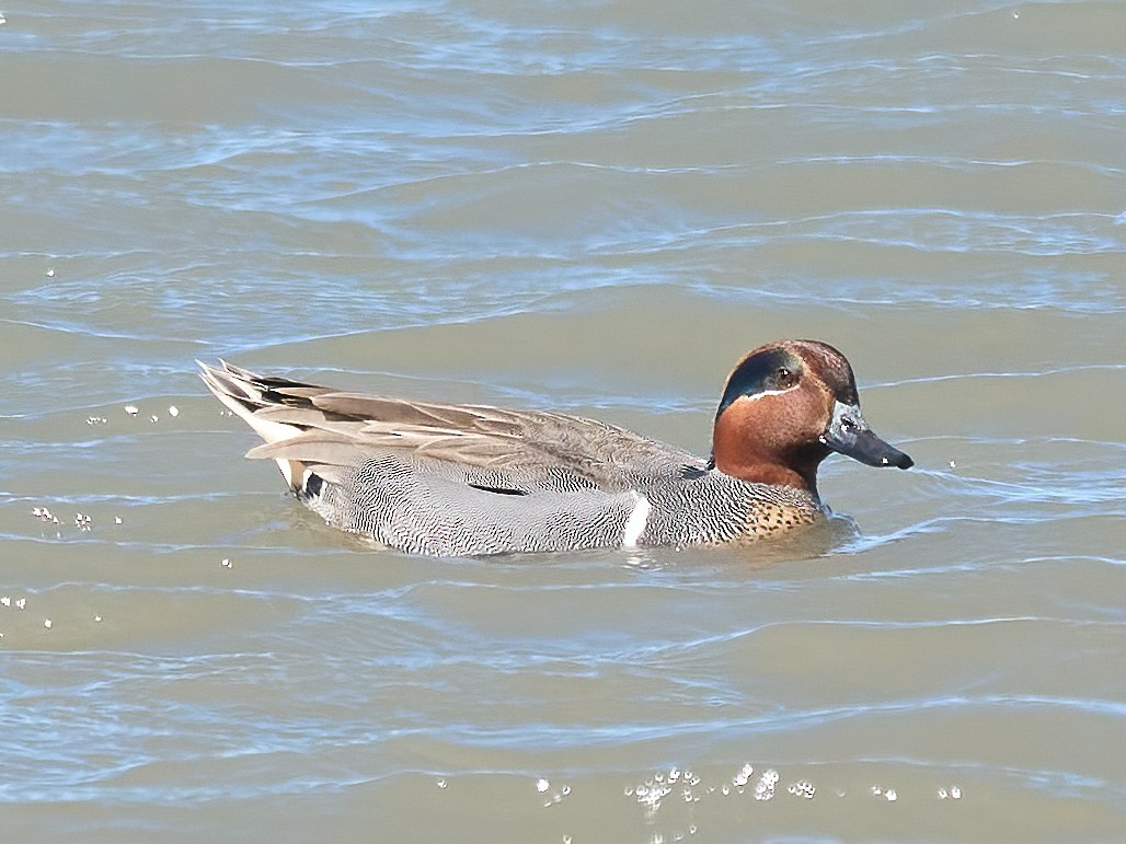 Ногоохон нугас - ML652278850