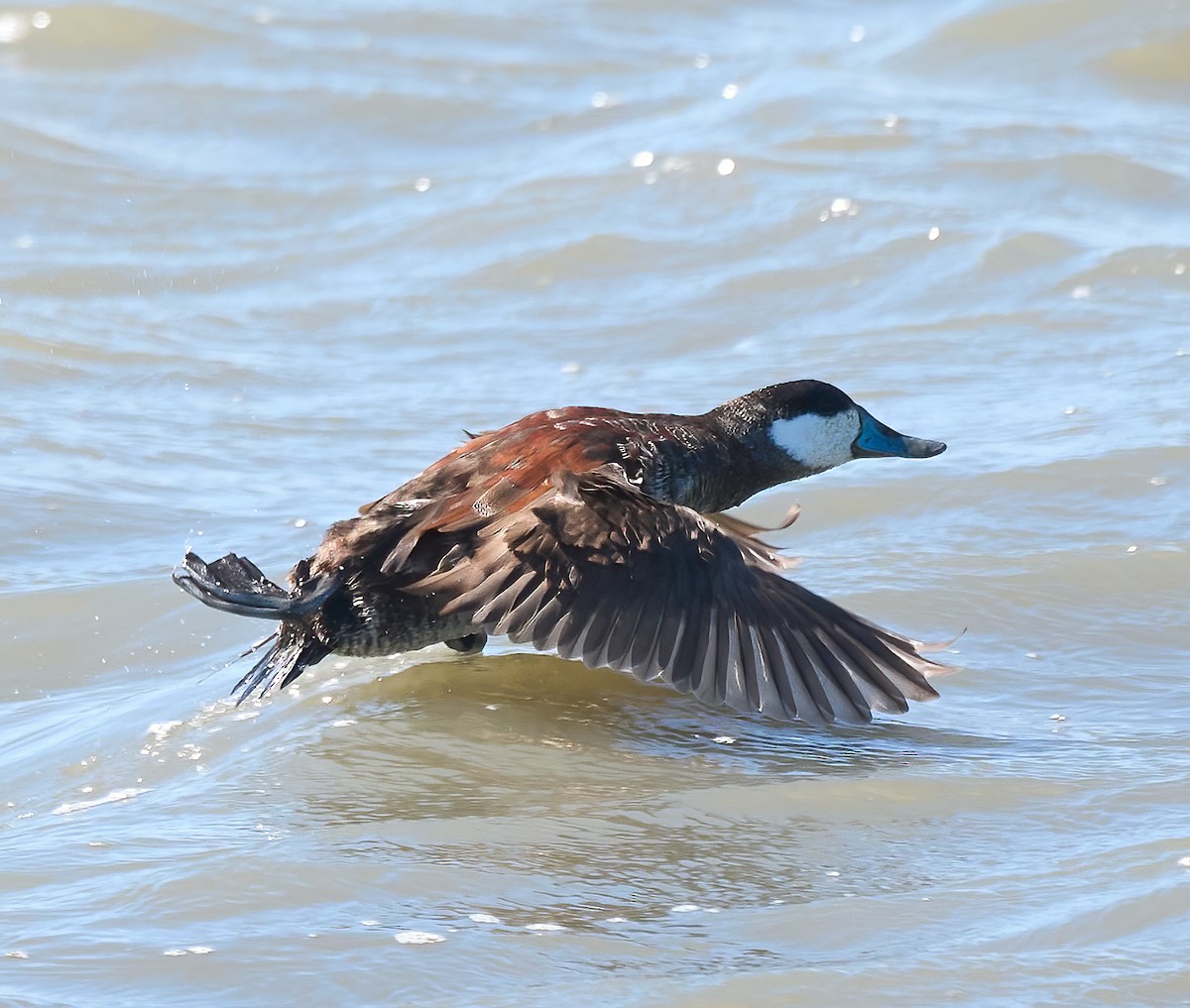 Ruddy Duck - ML652278875