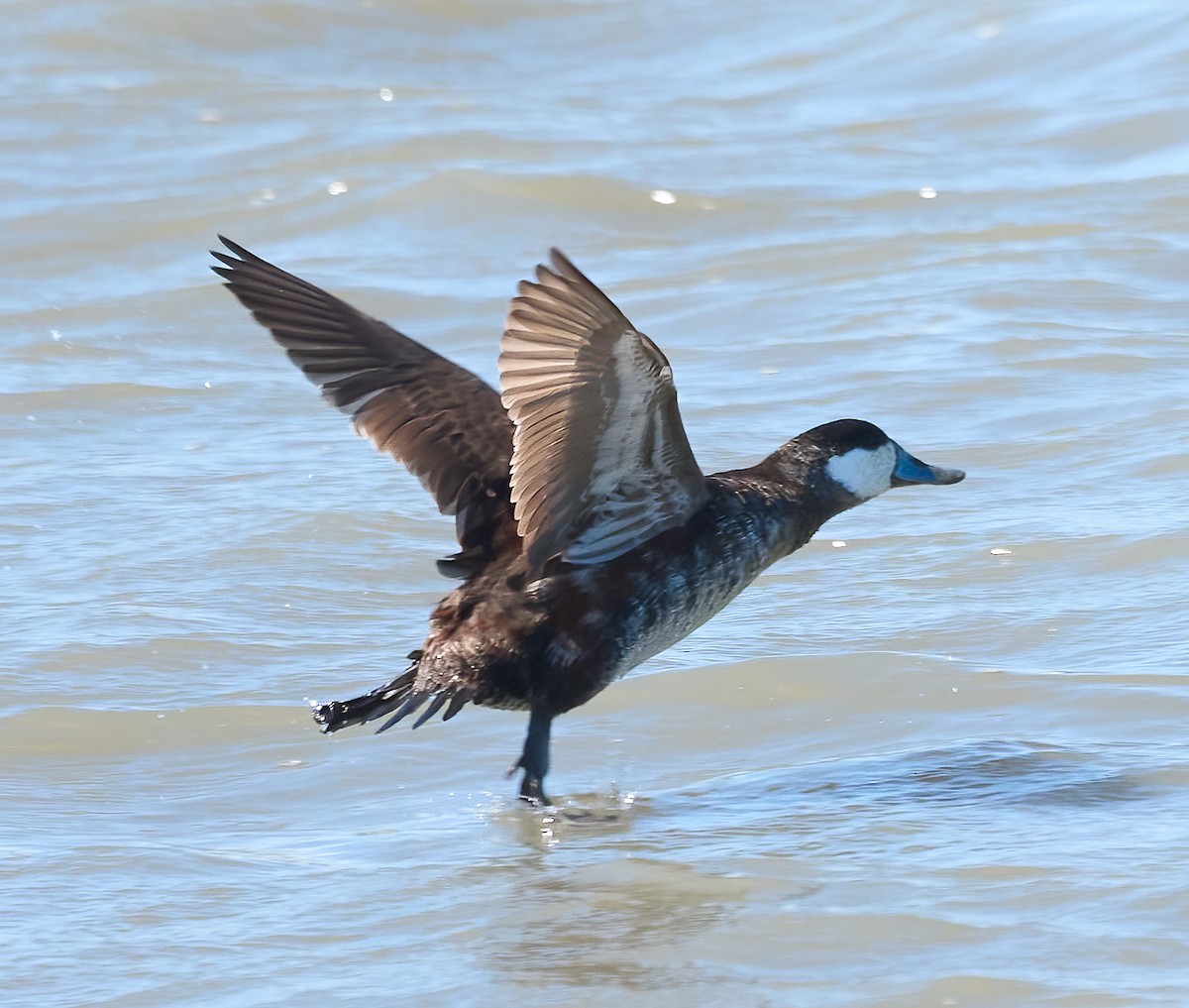 Ruddy Duck - ML652278876