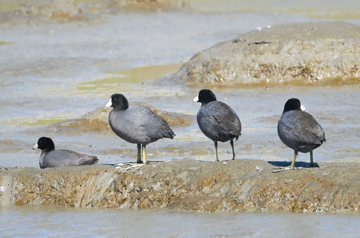 American Coot - ML652278890