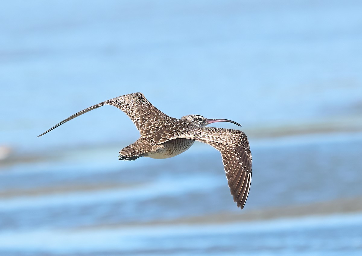 Hudsonian Whimbrel - ML652278909