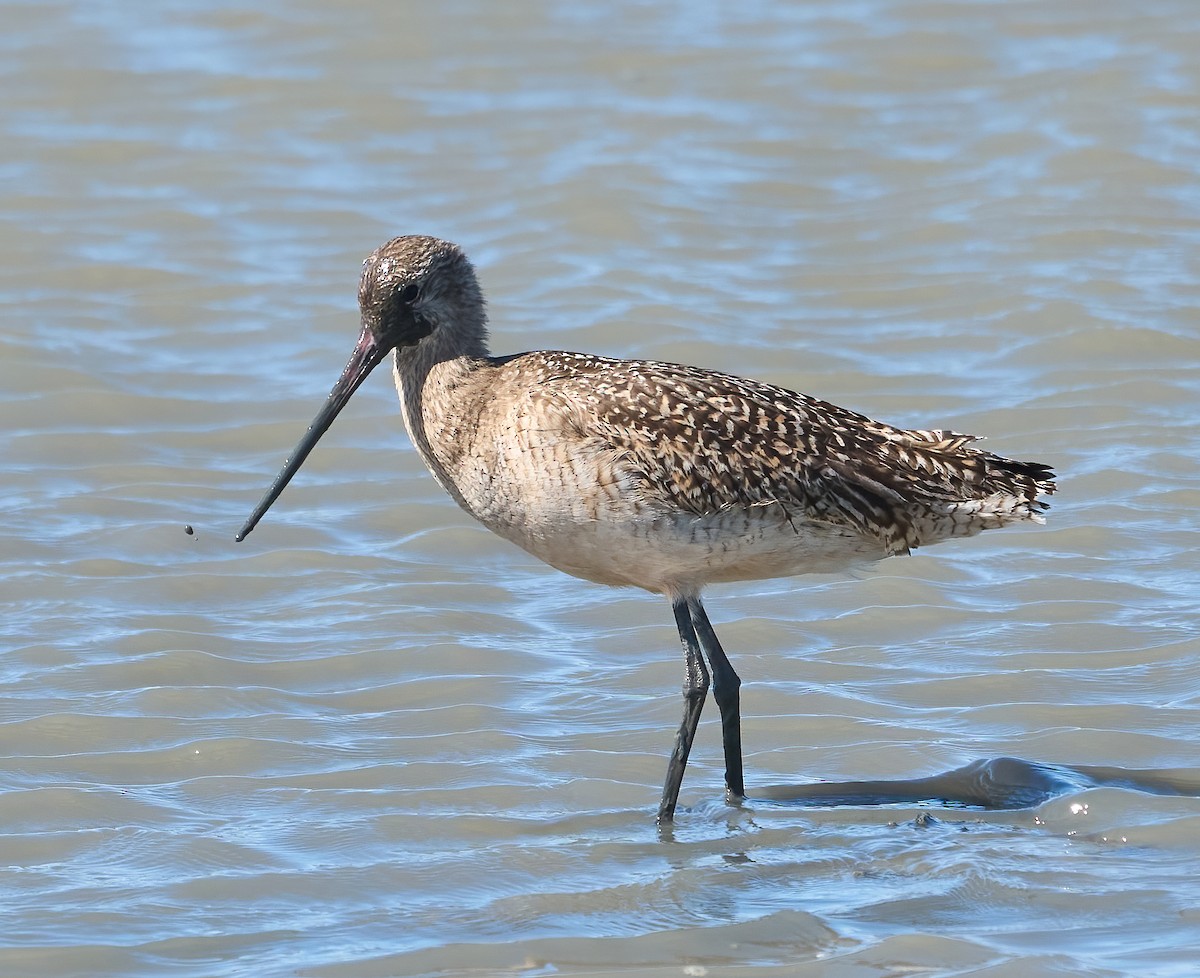 Marbled Godwit - ML652278926
