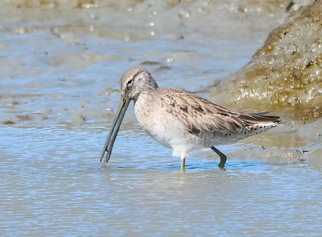 Long-billed Dowitcher - ML652278930