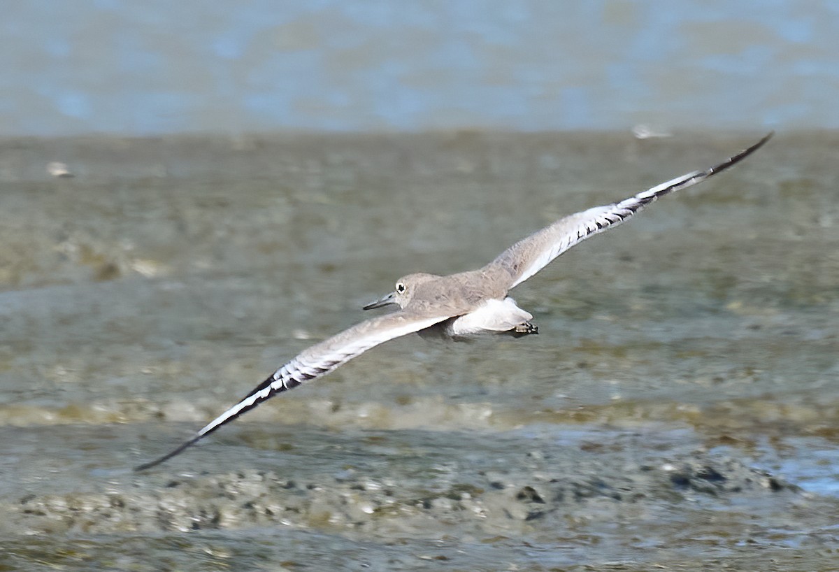 Willet - ML652278939