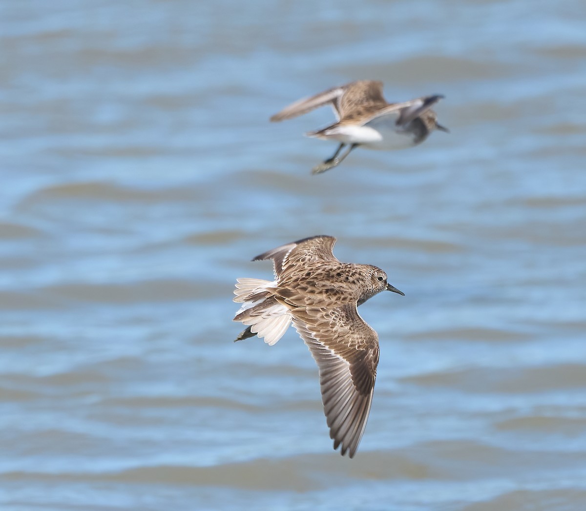 Least Sandpiper - ML652278957