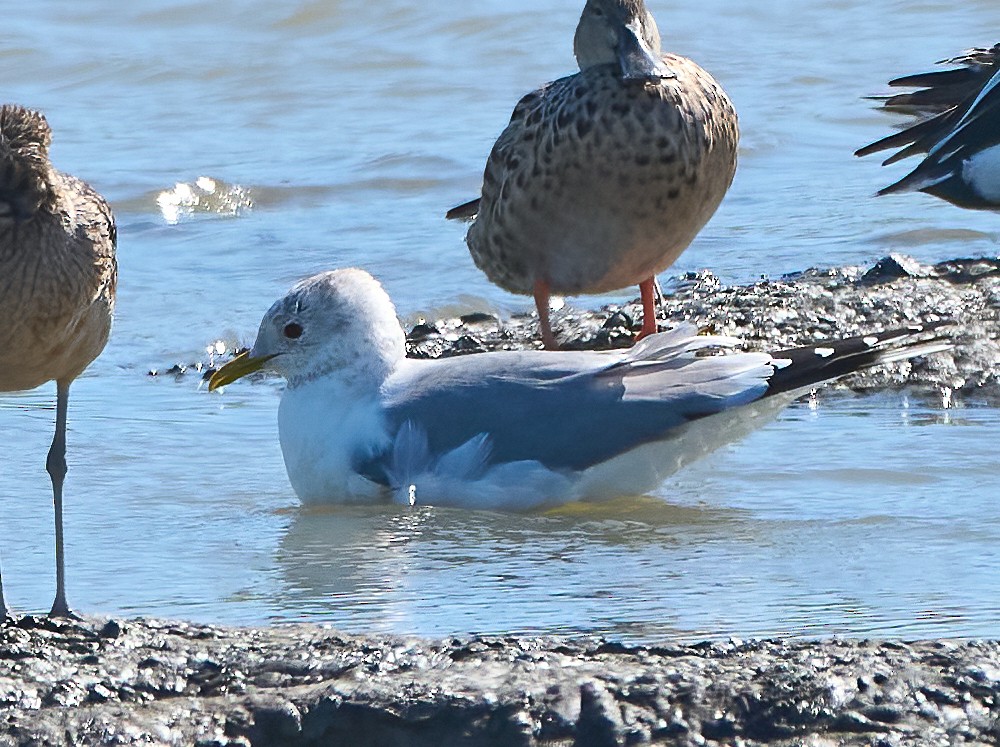 Short-billed Gull - ML652278960