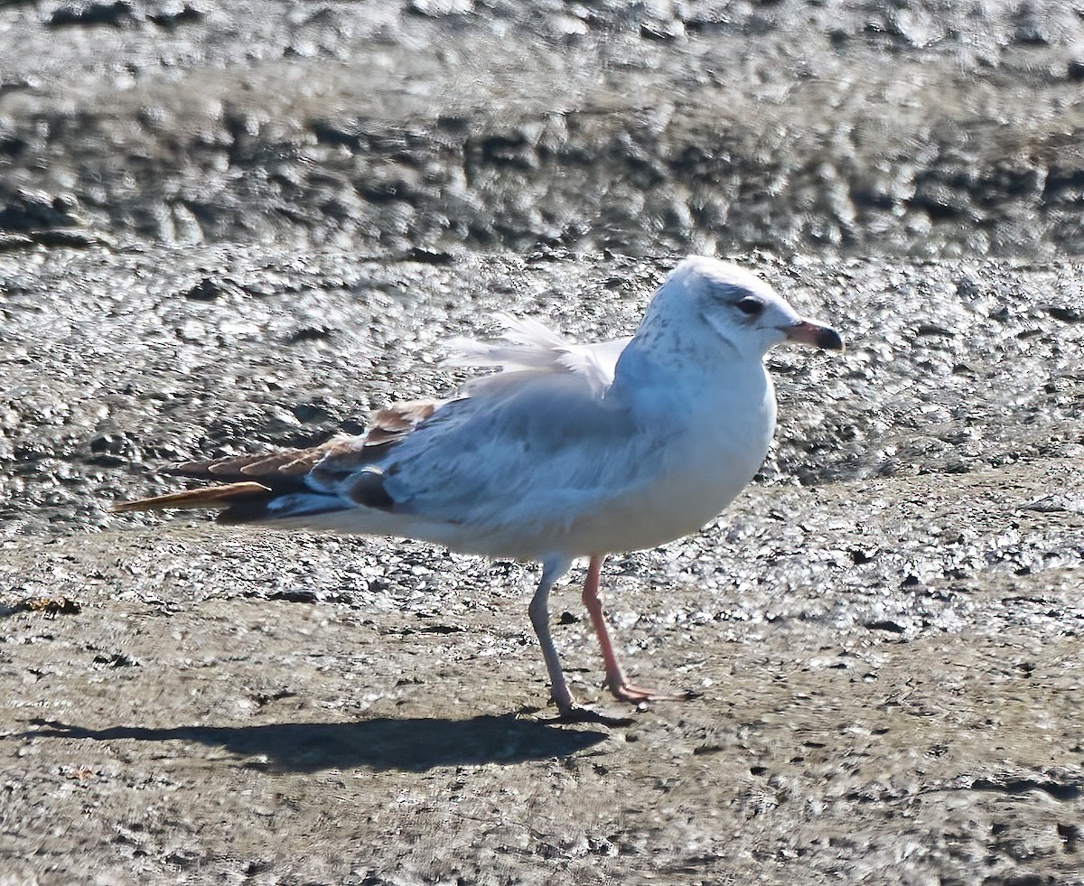 Ring-billed Gull - ML652278967
