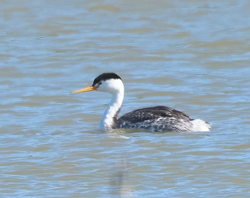 Clark's Grebe - ML652278977
