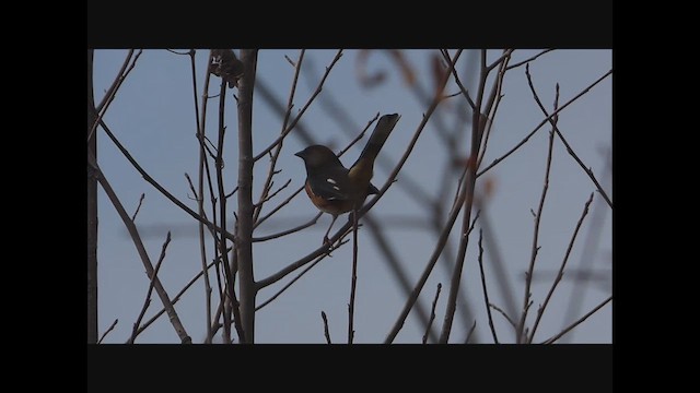 Eastern Towhee - ML652278980