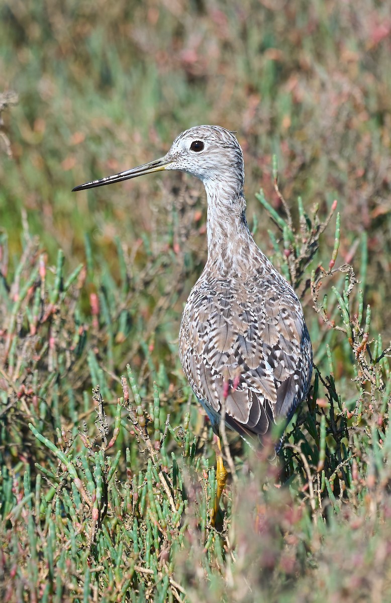 Greater Yellowlegs - ML652278984