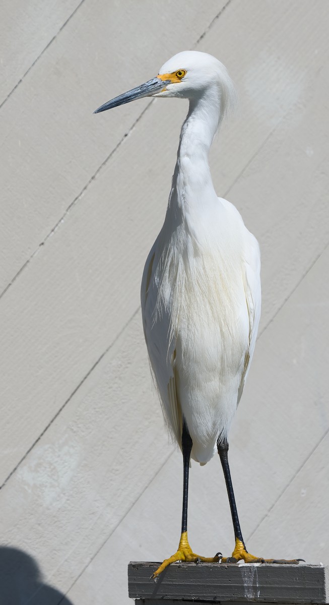 Snowy Egret - ML652278992