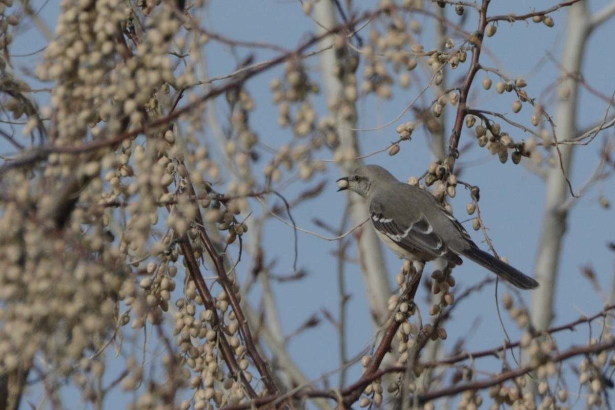 Kuzeyli Taklitçi - ML652279165