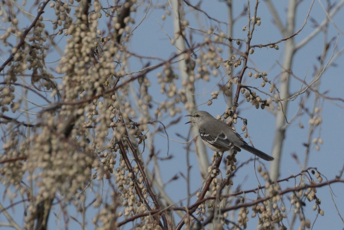 Kuzeyli Taklitçi - ML652279170