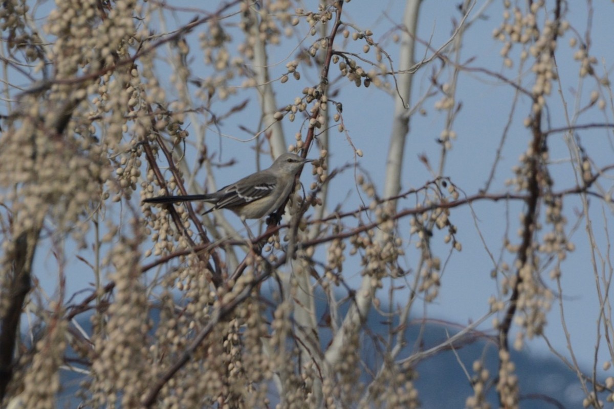 Kuzeyli Taklitçi - ML652279177