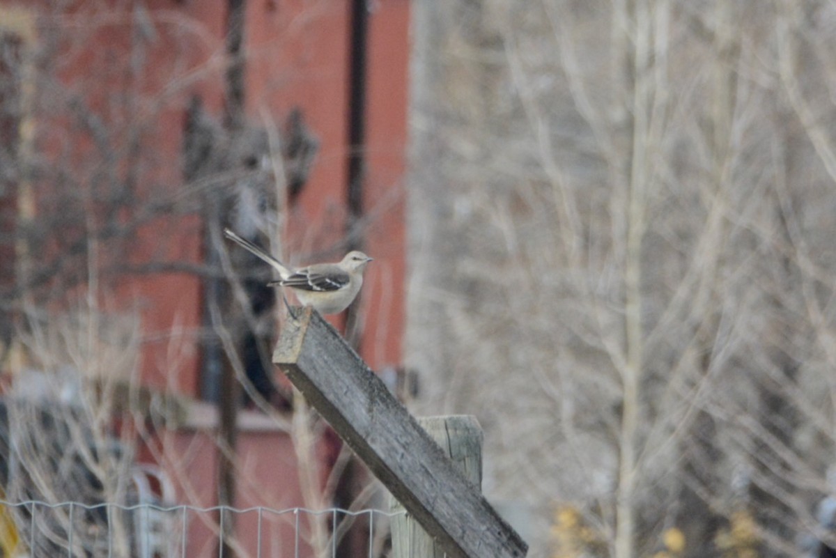 Kuzeyli Taklitçi - ML652279205