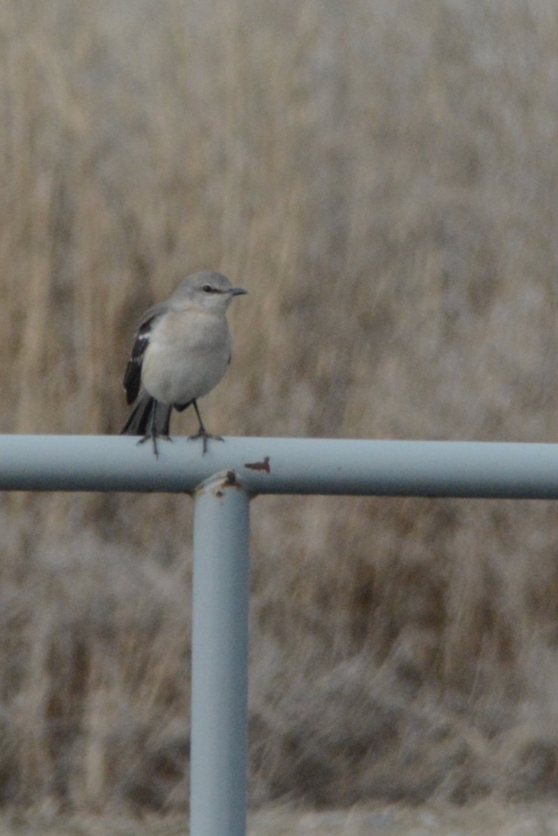 Kuzeyli Taklitçi - ML652279206